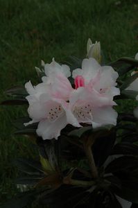 Rhodo Cinnamon Bear